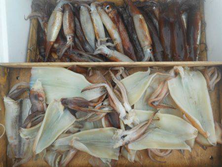 大進丸（愛知） 釣果