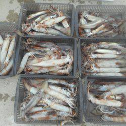 大進丸（愛知） 釣果