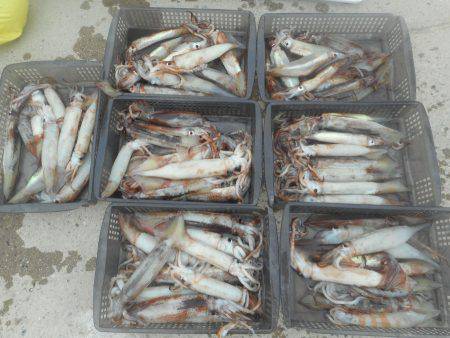 大進丸（愛知） 釣果