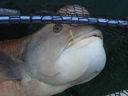 Fisherman Dreams DI 釣果