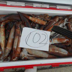 大進丸（愛知） 釣果