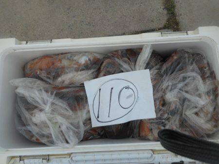 大進丸（愛知） 釣果