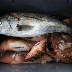 Fisherman Dreams DI 釣果