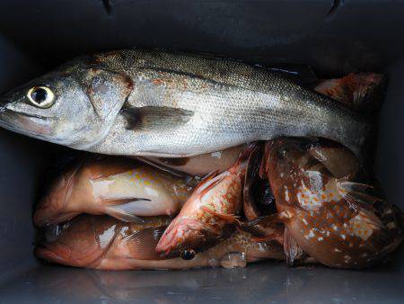 Fisherman Dreams DI 釣果