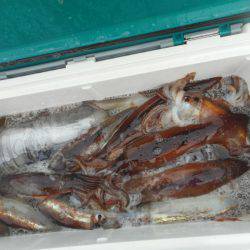 大進丸（愛知） 釣果