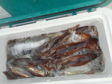 大進丸（愛知） 釣果