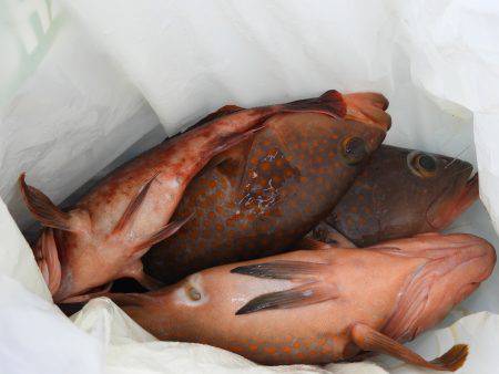 Fisherman Dreams DI 釣果