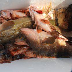 Fisherman Dreams DI 釣果