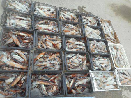 大進丸（愛知） 釣果