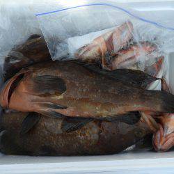 Fisherman Dreams DI 釣果