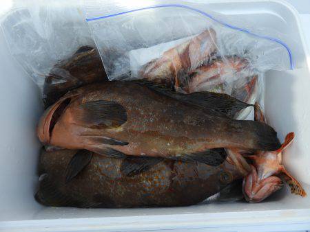 Fisherman Dreams DI 釣果