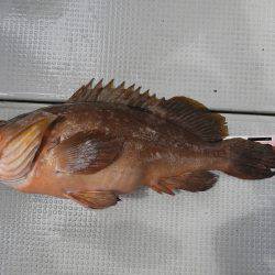 Fisherman Dreams DI 釣果