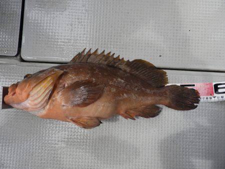 Fisherman Dreams DI 釣果