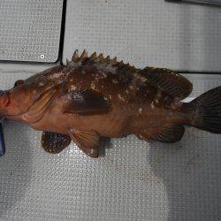 Fisherman Dreams DI 釣果