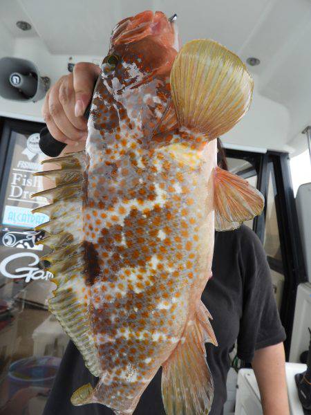 Fisherman Dreams DI 釣果