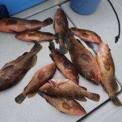 Fisherman Dreams DI 釣果