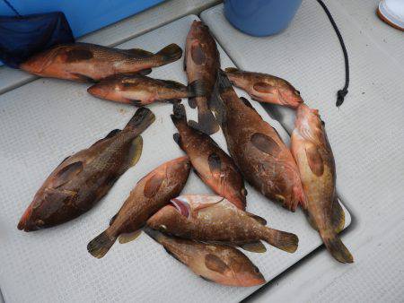 Fisherman Dreams DI 釣果