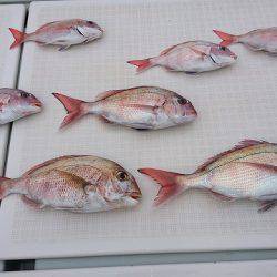 フィッシングボートACE(エース) 釣果