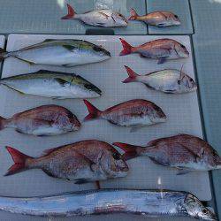 フィッシングボートACE(エース) 釣果