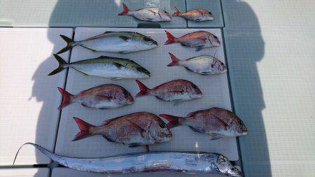 フィッシングボートACE(エース) 釣果