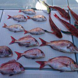 フィッシングボートACE（エース） 釣果