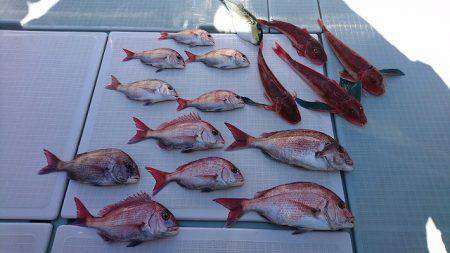 フィッシングボートACE（エース） 釣果