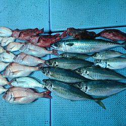 第二常豊丸 釣果