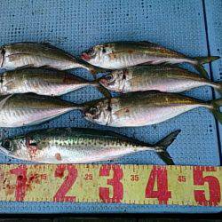 第二常豊丸 釣果