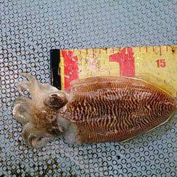 第二常豊丸 釣果