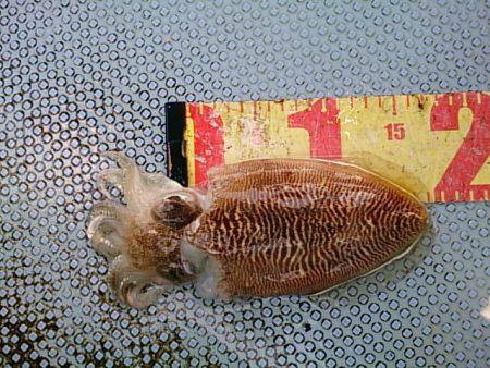 第二常豊丸 釣果