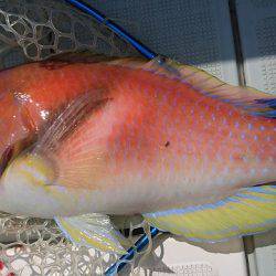 フィッシングボートACE(エース) 釣果