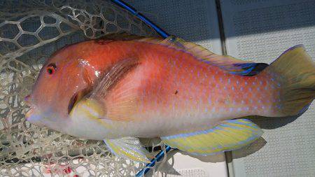 フィッシングボートACE(エース) 釣果