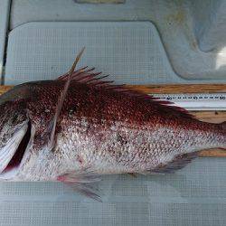 フィッシングボートACE(エース) 釣果