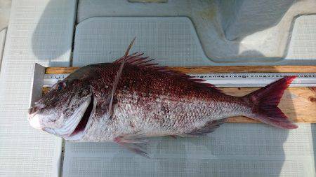 フィッシングボートACE(エース) 釣果