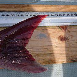 フィッシングボートACE(エース) 釣果