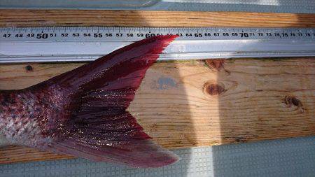 フィッシングボートACE(エース) 釣果