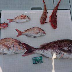 フィッシングボートACE(エース) 釣果