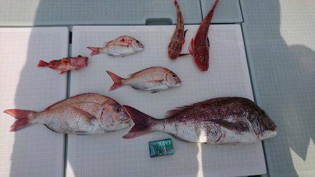 フィッシングボートACE(エース) 釣果