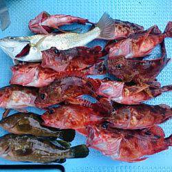 第二常豊丸 釣果