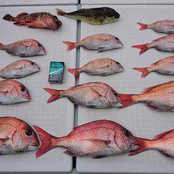 フィッシングボートACE(エース) 釣果