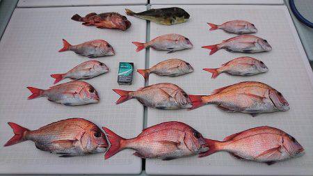 フィッシングボートACE(エース) 釣果