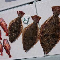 フィッシングボートACE（エース） 釣果