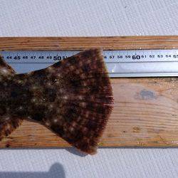 フィッシングボートACE（エース） 釣果