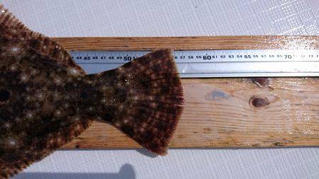 フィッシングボートACE（エース） 釣果