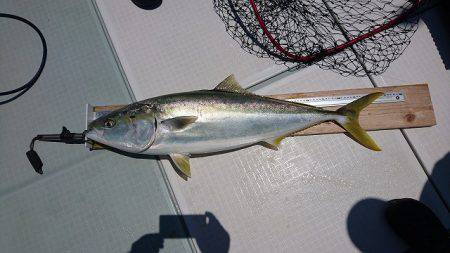 フィッシングボートACE(エース) 釣果