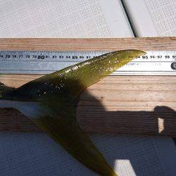 フィッシングボートACE(エース) 釣果