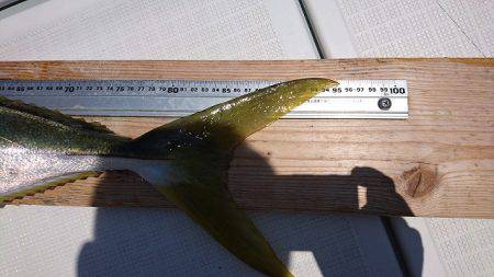 フィッシングボートACE(エース) 釣果