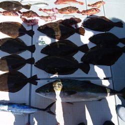 フィッシングボートACE(エース) 釣果