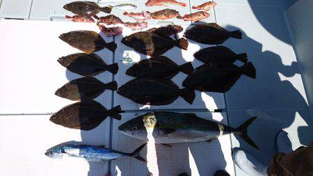 フィッシングボートACE(エース) 釣果