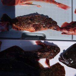 フィッシングボートACE(エース) 釣果